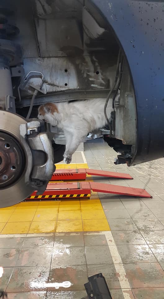 Motora sıkışan kediyi kurtarmak için aracını söktürdü